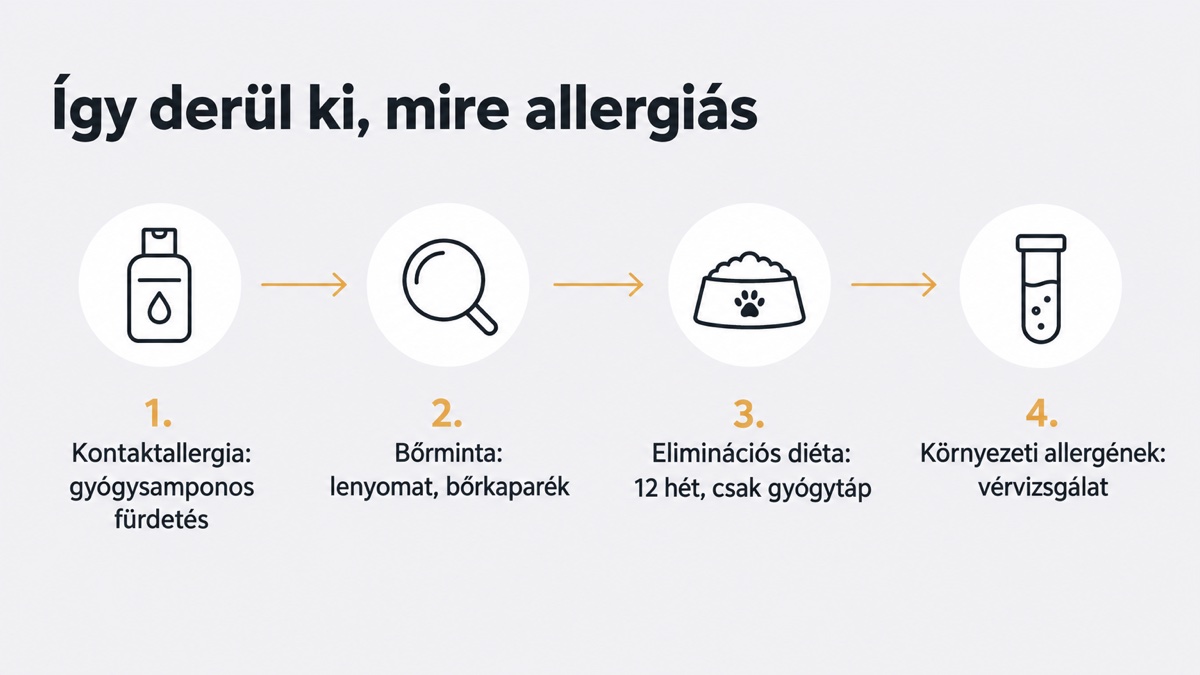 Folyamatábra a francia bulldog allergiájának kivizsgálásáról: kontaktallergia, bőrminta, 12 hetes eliminációs diéta, vérvizsgálat