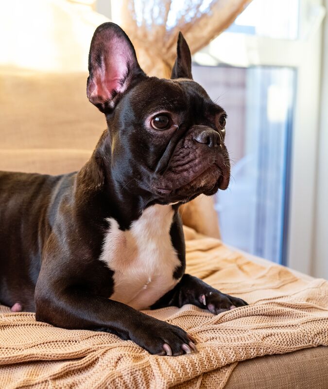 Fehér mellfoltos fekete francia bulldog fekszik a kanapén az ablak előtt