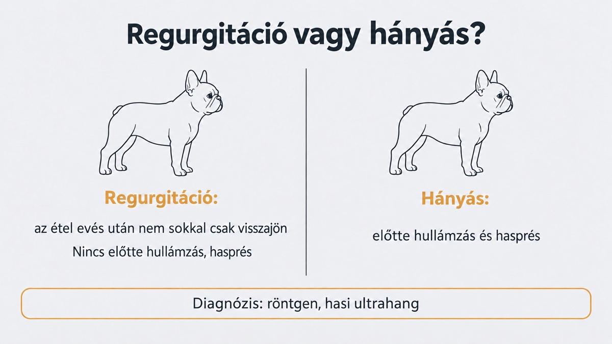 Összehasonlító ábra: a regurgitációnál az étel hasprés nélkül jön vissza, a hányásnál előtte hullámzás és hasprés van