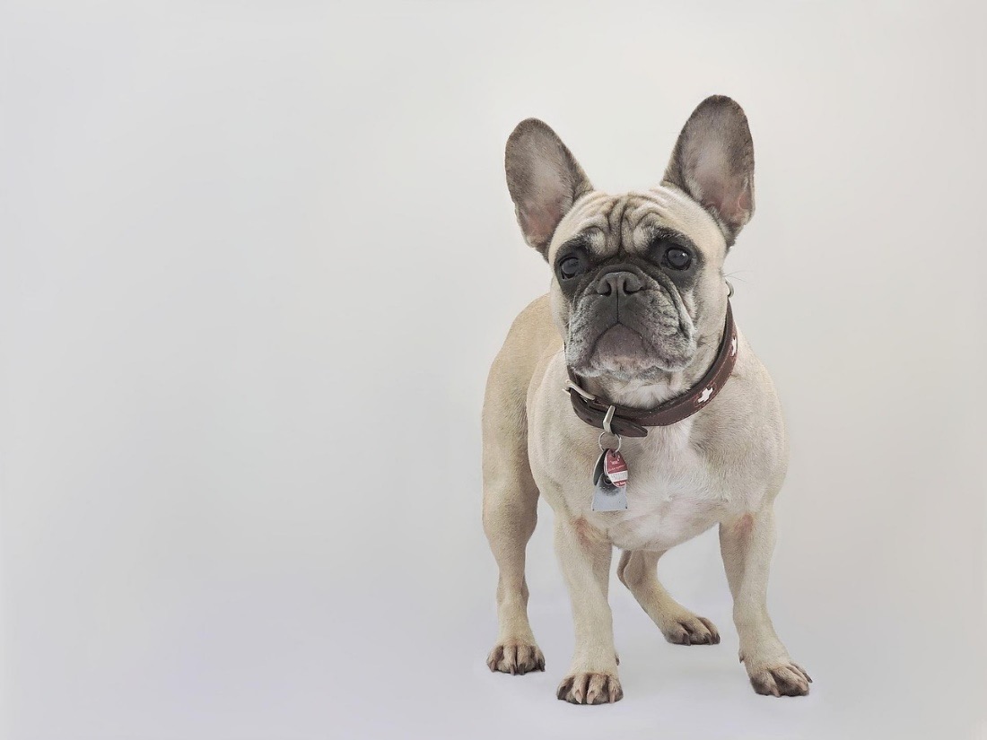 szürkehályog a francia bulldogoknál