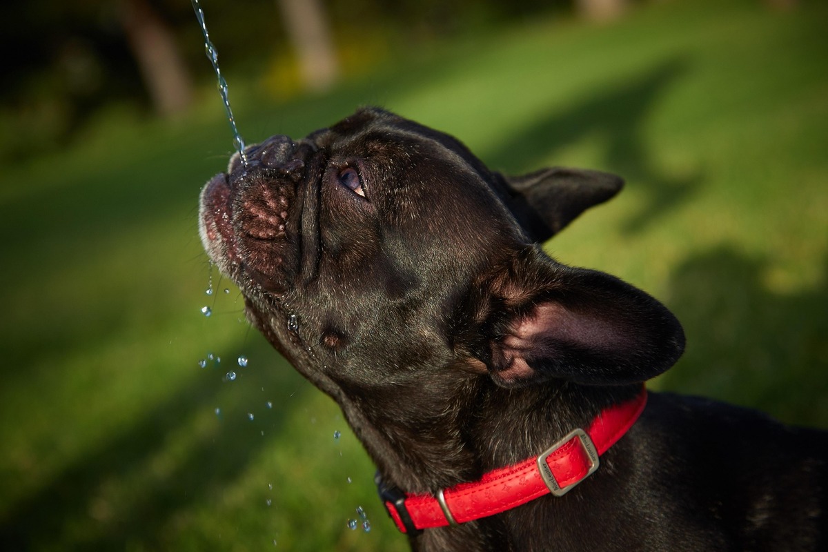 híres frenchie tulajdonosok