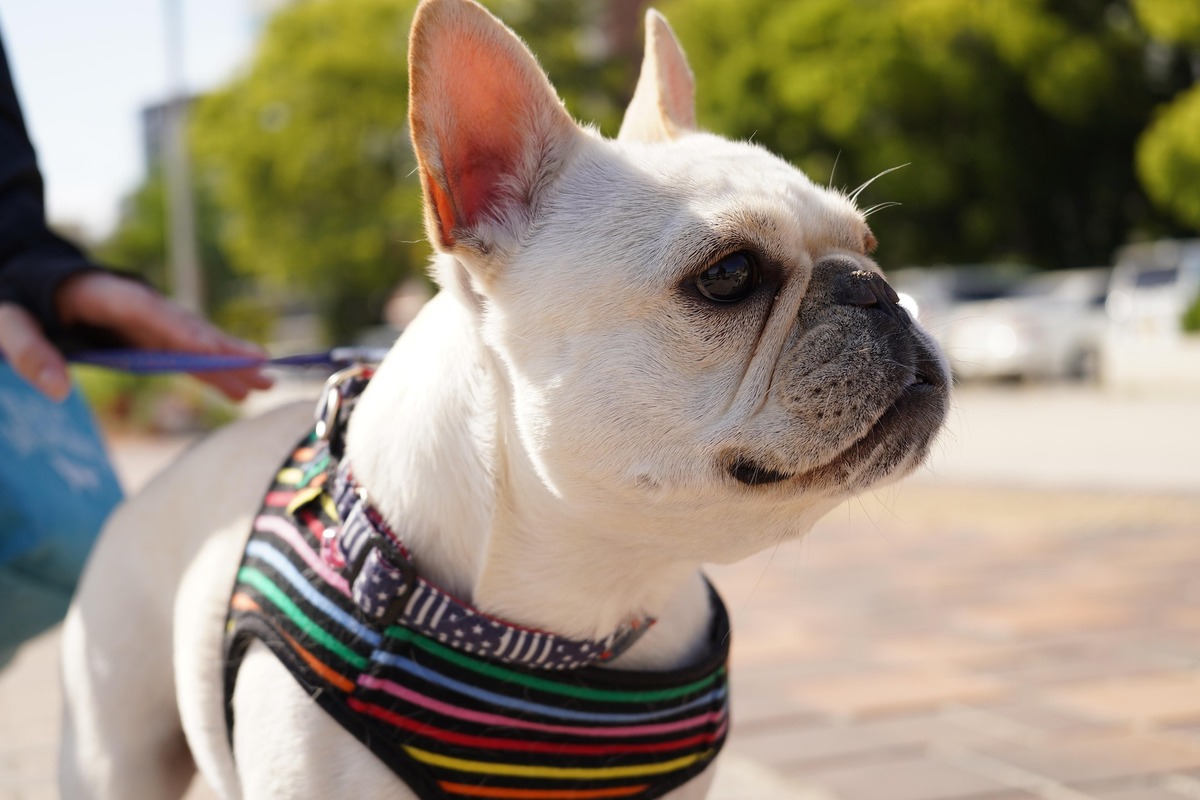 A francia bulldog története
