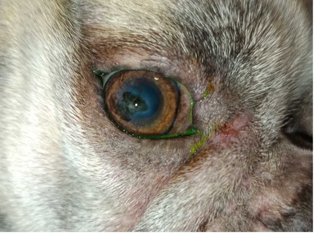 Brachycephal Ocular Szindróma