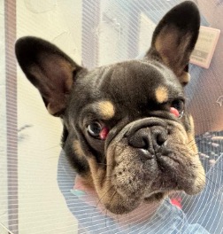 cseresznyeszem francia bulldogoknál