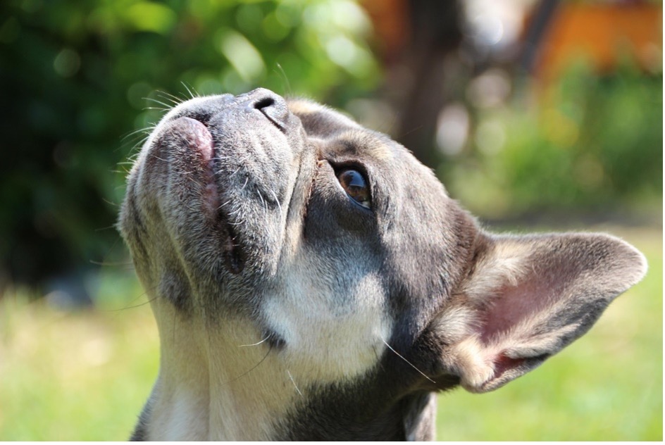 Cseresznyeszem a francia bulldogoknál