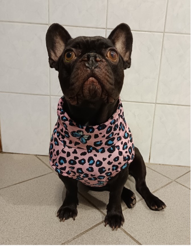 francia bulldog a rendelőben szemészeti vizsgálat előtt