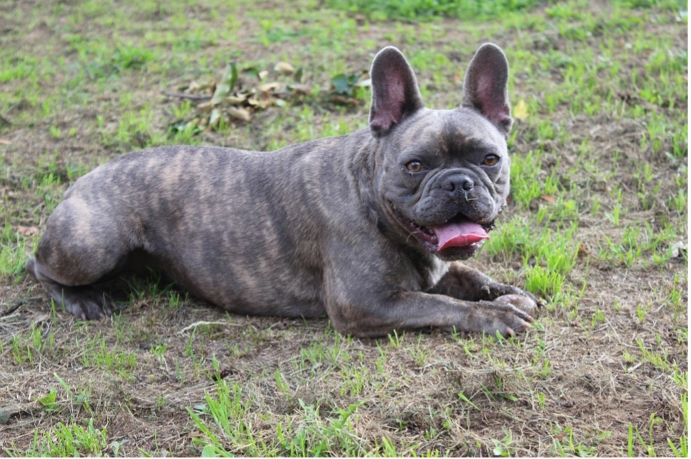 francia bulldog