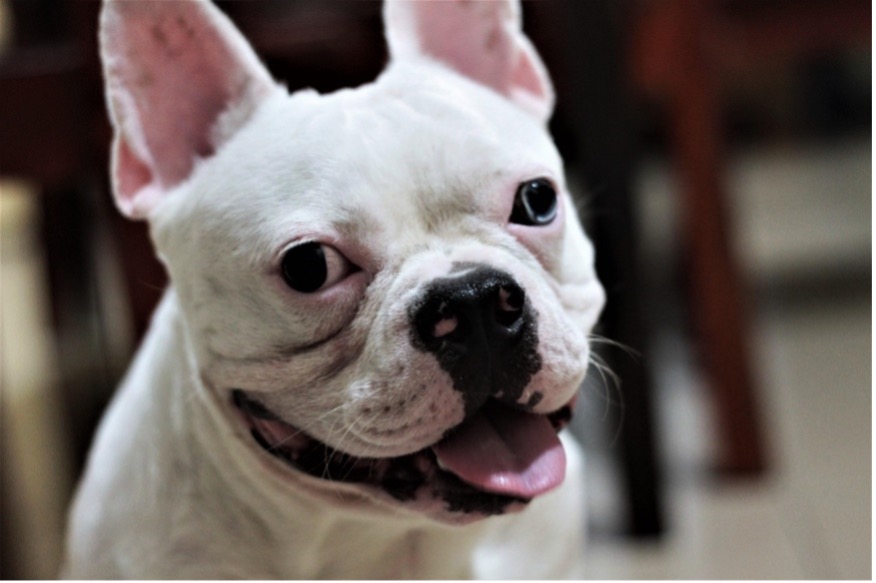 retina diszplázia a kutyáknál