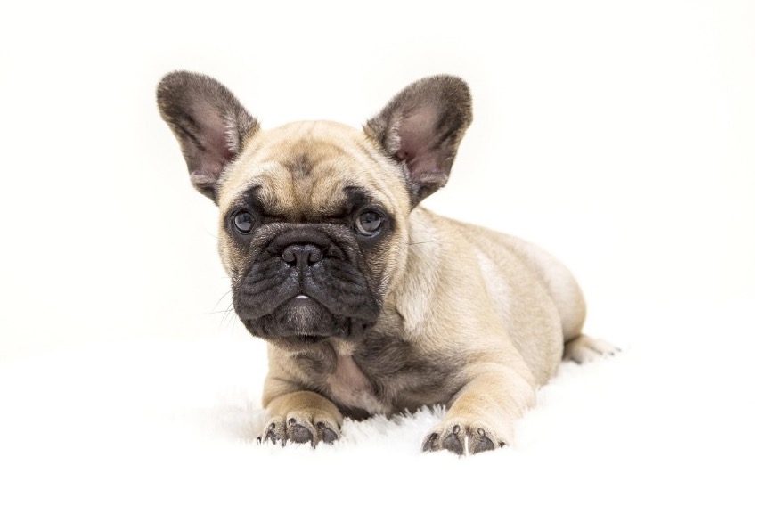 Retina diszplázia a francia bulldogoknál