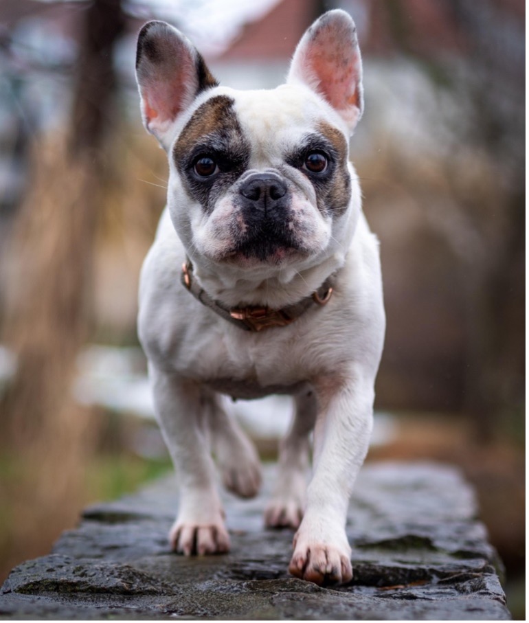 száraz szem betegség a bulldogoknál