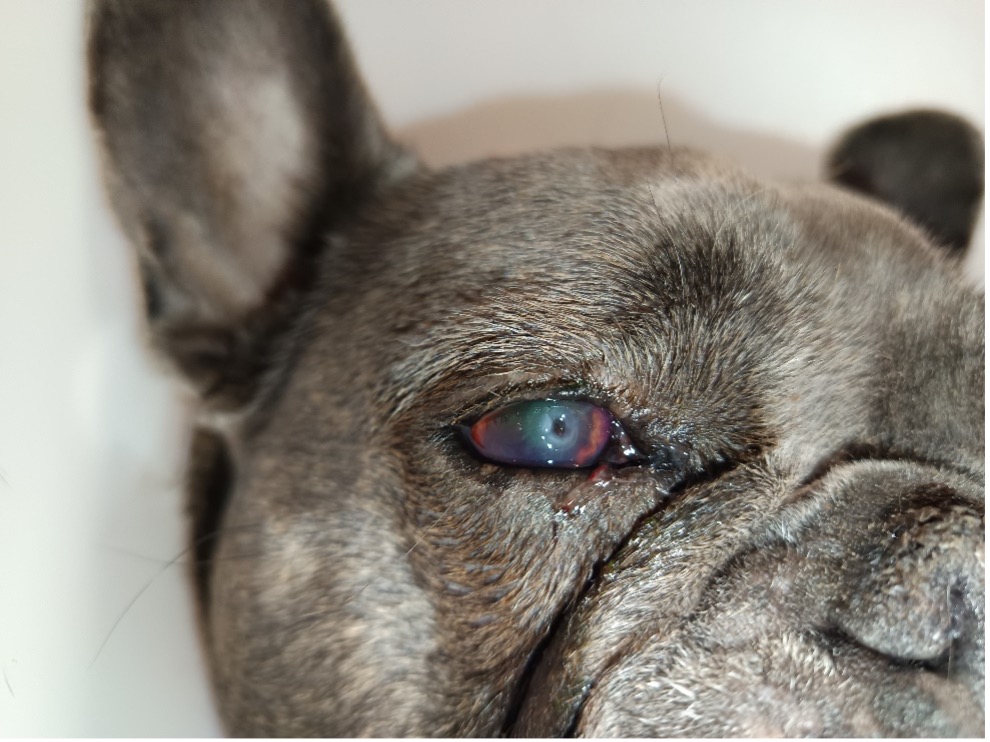 száraz szem betegség a bulldogoknál