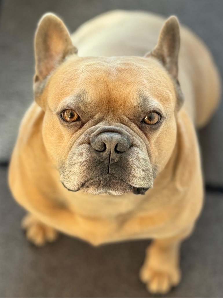 szürkehályog a kutyáknál