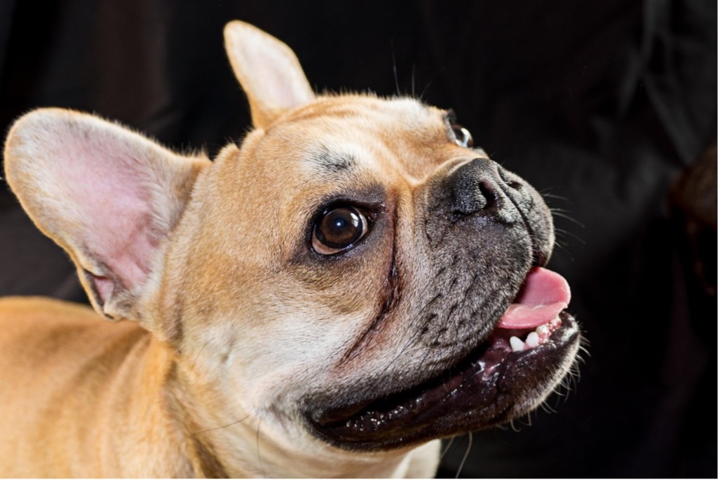 zöldhályog a francia bulldogoknál