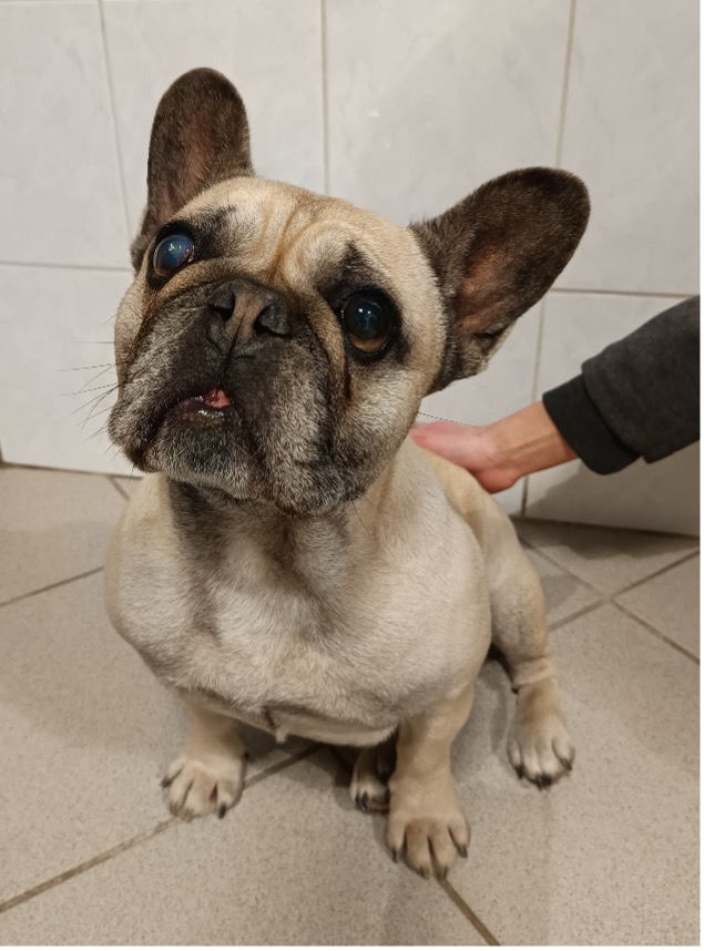 francia bulldog várja a szemészeti vizsgálatot a rendelőben