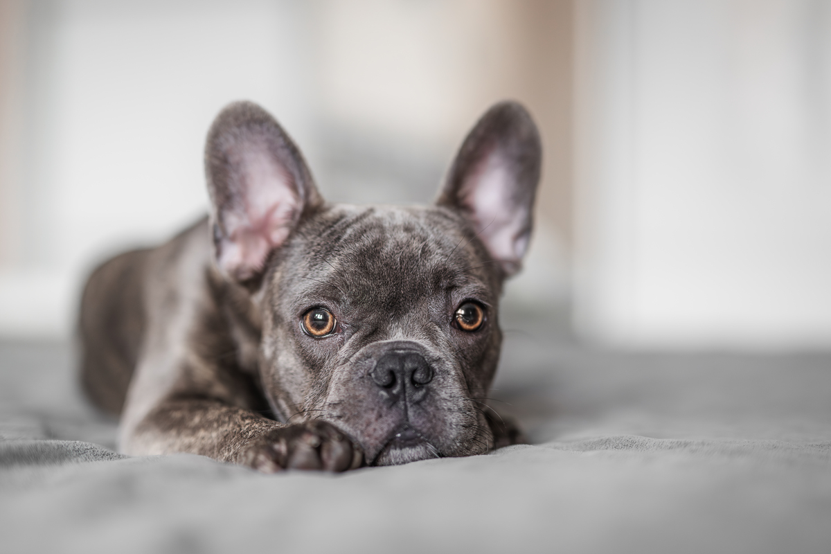 szürke francia bulldog fekszik az ágyon