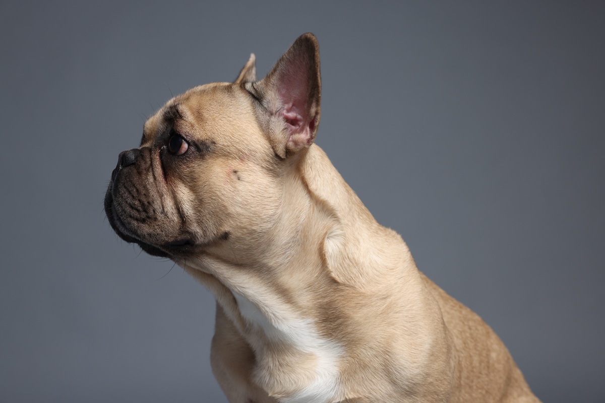 barna francia bulldog