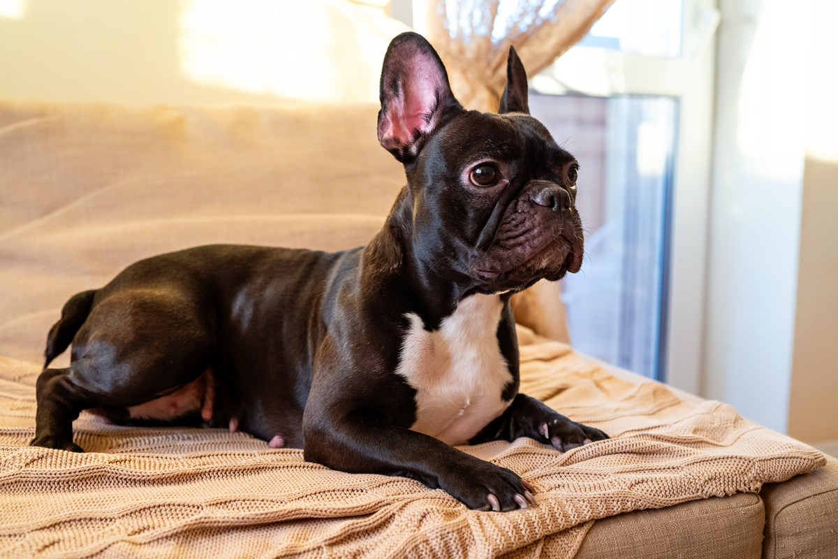 francia bulldog fekszik a kanapén